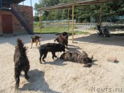 Превью фото № 163666