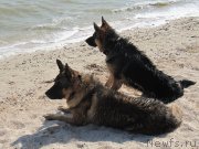 Превью фото № 163668