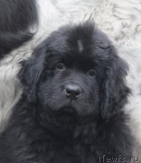 Превью фото № 163700