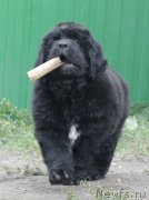 Превью фото № 163707