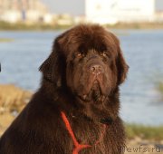 Превью фото № 163721