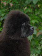 Превью фото № 163743