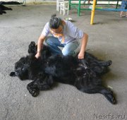 Превью фото № 163795