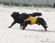 Превью фото № 163852