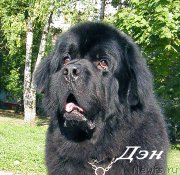 Превью фото № 163968