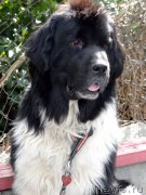 Превью фото № 164002