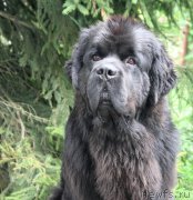 Превью фото № 164012