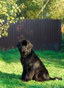 Превью фото № 164048