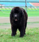 Превью фото № 164049