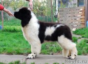 Превью фото № 164053