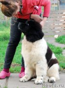 Превью фото № 164054