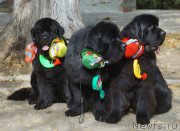 Превью фото № 164081