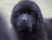 Превью фото № 164148