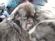 Превью фото № 164153