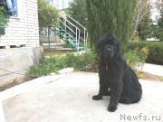 Превью фото № 164154