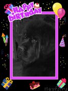 Превью фото № 164209