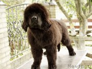 Превью фото № 164360