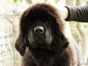 Превью фото № 164362