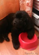 Превью фото № 164483