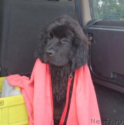 Превью фото № 164484