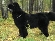 Превью фото № 164503