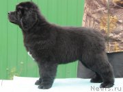 Превью фото № 164522