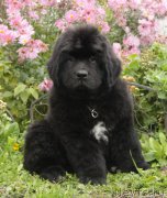 Превью фото № 164523