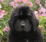 Превью фото № 164524