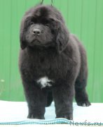 Превью фото № 164525