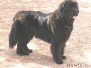 Превью фото № 164568