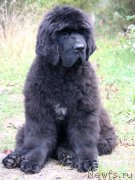 Превью фото № 164573