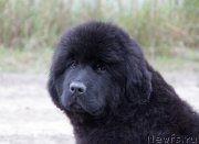 Превью фото № 164608