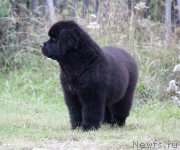 Превью фото № 164611