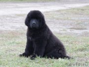 Превью фото № 164613