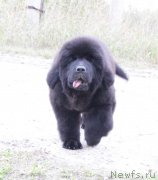 Превью фото № 164614