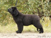 Превью фото № 164615