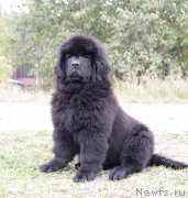 Превью фото № 164620