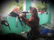 Превью фото № 164625