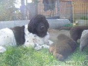 Превью фото № 164629