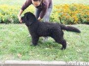 Превью фото № 164630