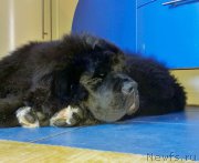 Превью фото № 164632