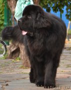 Превью фото № 164685