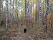 Превью фото № 164716