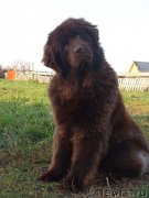 Превью фото № 164719