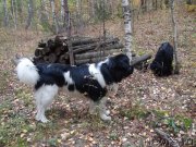 Превью фото № 164722