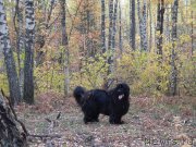 Превью фото № 164725