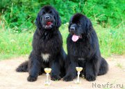 Превью фото № 164727