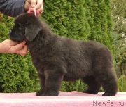 Превью фото № 164832