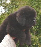 Превью фото № 164863