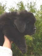 Превью фото № 164885